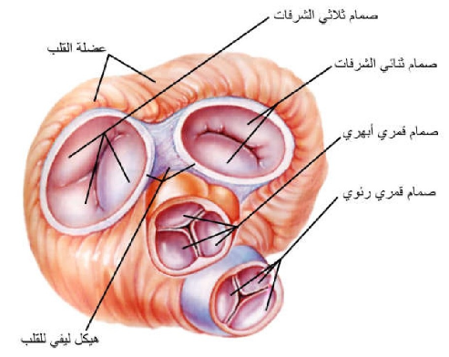 الشكل 16-4: هيكل القلب الليفي محيطا بالصمامات.