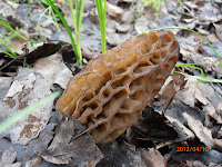 Morchella elata