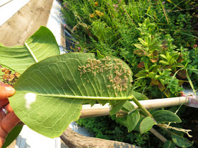 milkweed tussock moth instars