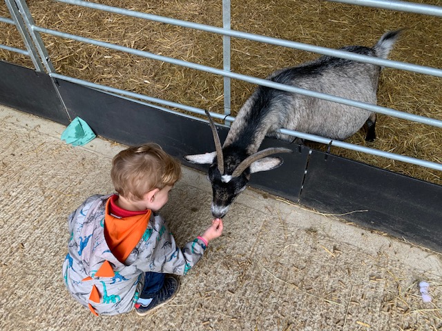 Little boy feeding a goat at the farm