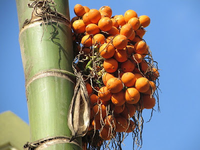  mandaat buah pinang untuk menghilangka jerawat