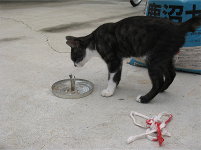 ちび猫と蚊取り線香 [Little Cat and mosquito coils]