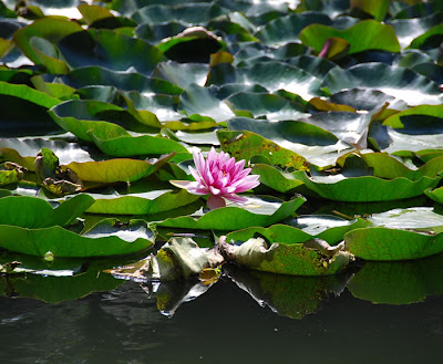 Fleur de Lotus - Maison Administrative d'Hokkaïdo - Sapporo