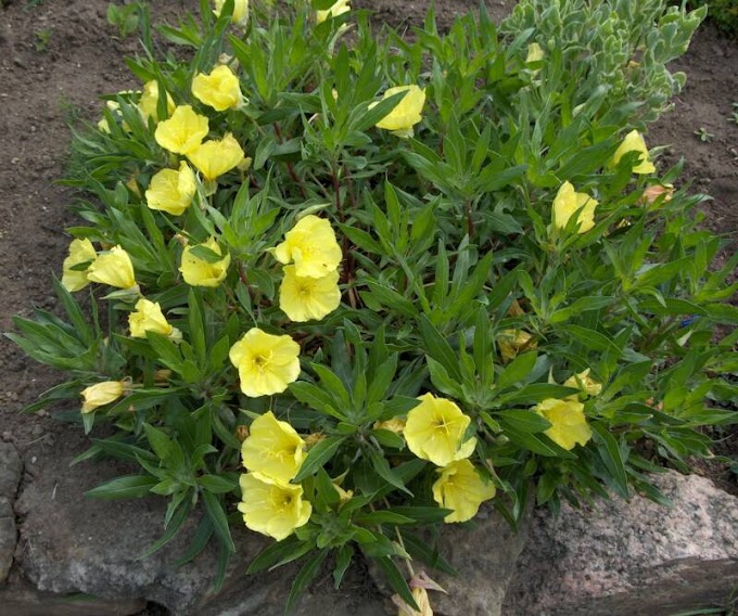 EZAN ÇİÇEĞİ - Oenothera Evening primrose