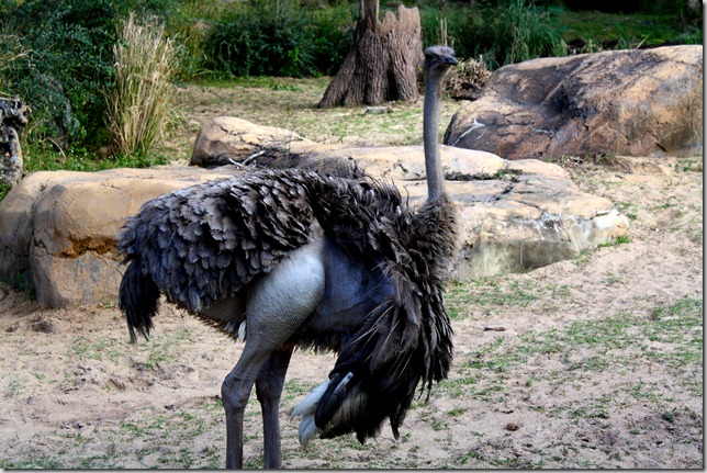 ostrich