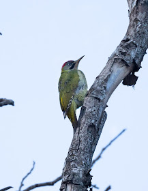 Levaillant's Woodpecker - Igunane, Morocco