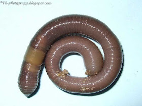 Earthworm Picture