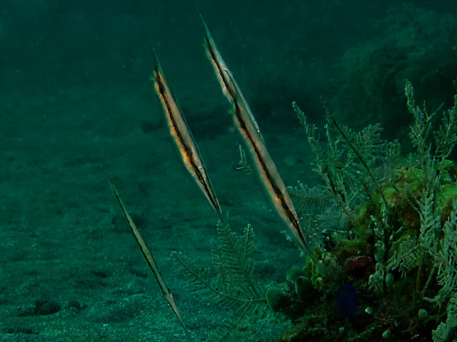 Shrimpfish, si ikan perenang vertical yang unik