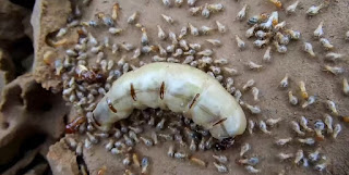 ملكة النمل الابيض كبيرة جدا مقارنه بالعاملات والذكور - تعيش عدة اعوام وتضع عدد هائل من البيض يوميا