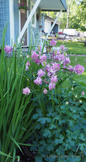 lingonberryhouse, akileija, columbine, garden puutarha, kukka, flower