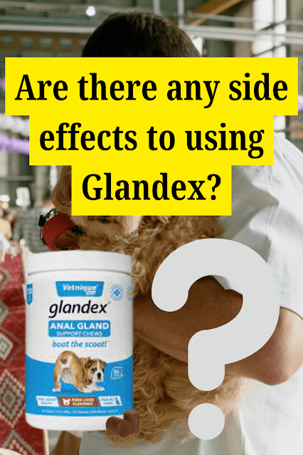 What Is Glandex For Dogs? Know Everything About Glandex