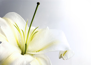 online white lily flowers