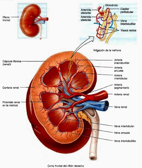 Riñones - Sistema urinario y sistema urogenital