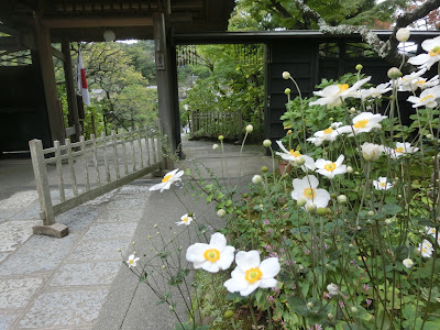 鎌倉のシュウメイギク