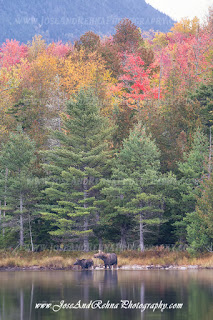 Moosehead Maine Wildlife Watching Moose in Maine Greenville Attractions