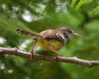 Suara Burung Prenjak Master Mp3 dan Video