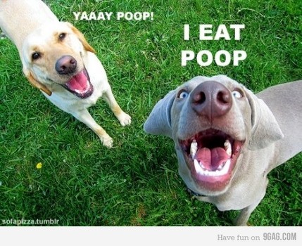 Dog Eat Feces7