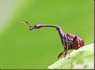 Amazing Pictures of Animals, photo, Nature, exotic, funny, incredibel, Zoo, Giraffe weevil, Insecta, Alex (21)