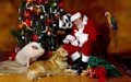 Santa Claus charlando con los animalitos en Navidad