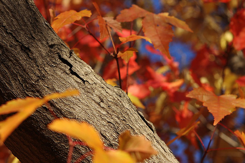 Autumn Equinox 20087