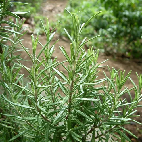 Dicas e cuidados sobre a Cânfora-de-jardim ou Artemisia camphorata