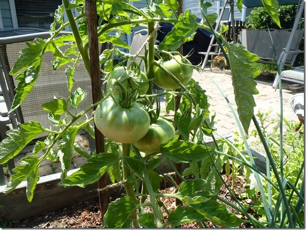 Garden 06 (18)
