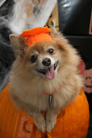 pumpkin for pets