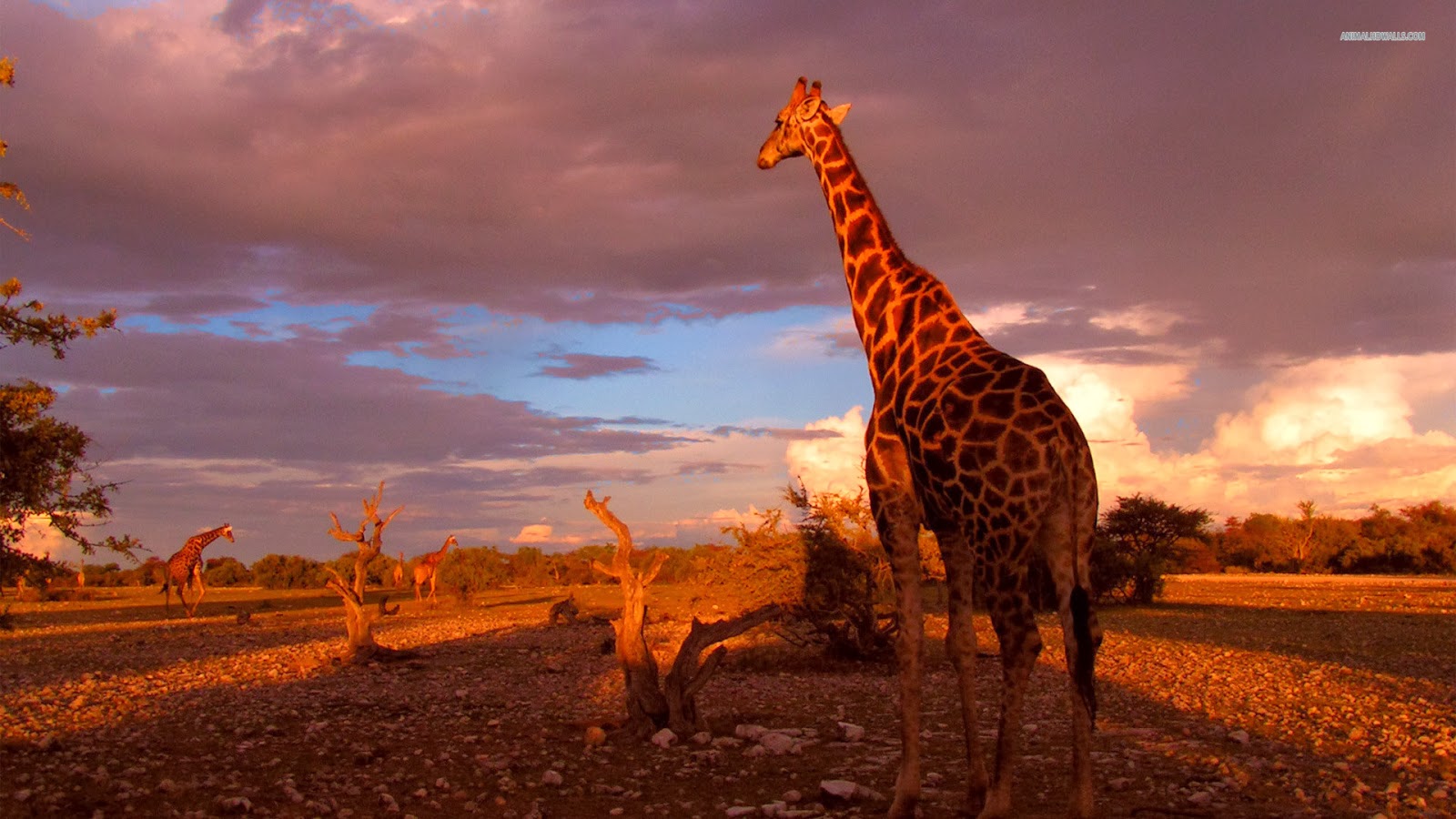 30 Stunning Full HD  Wallpapers  of Giraffe Hindi 