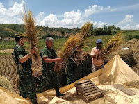 Musim Panen Wilayah Ketanggungan Mulai Merata