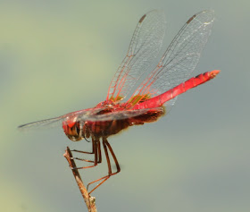 Scarlet Basker (Urothemis signata insignata)