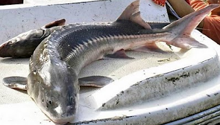 Sturgeon