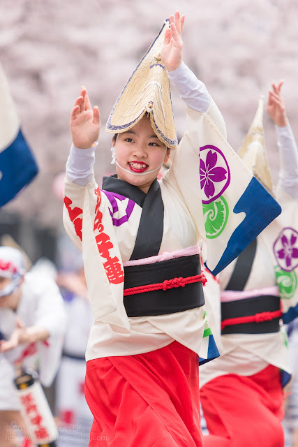 せいせき桜まつり、桜が咲く中阿波踊りを踊る女性の写真