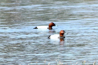 "Common Pochard - Aythya ferina, winter visitor, in a water body fondly named Duck Pond Mt Abu."
