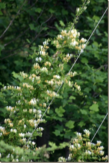 Honeysuckle2
