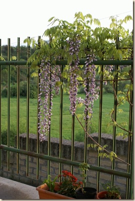 Glicine