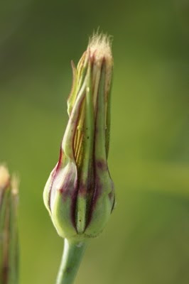 Gele Morgenster - Giele Moarnsstjer - Tragopogon pratensis
