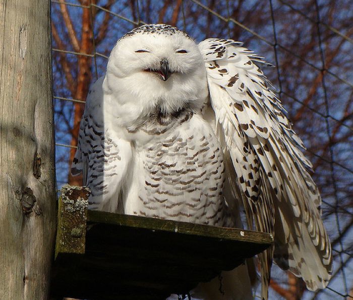 pictures-of-funny-laughing-owls