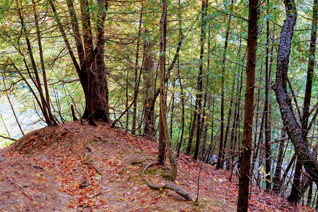 Morningside Hill with views of the river and forest