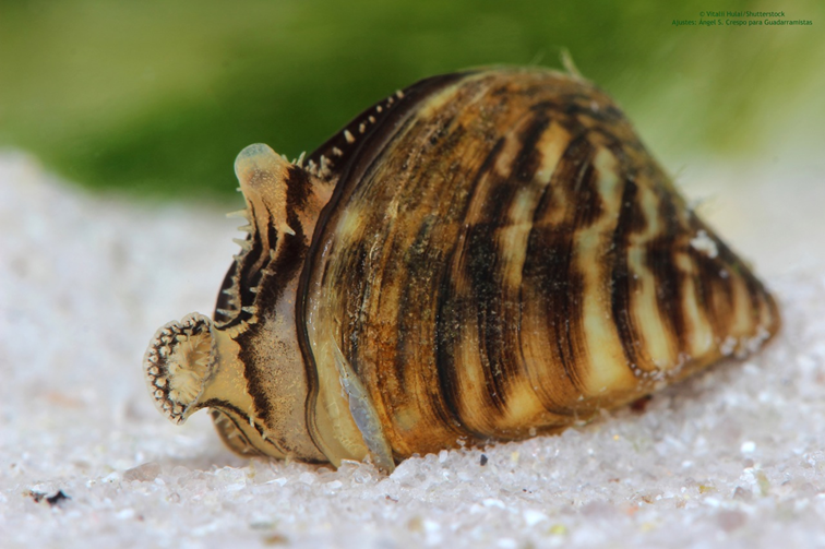 El mejillón cebra (Dreissena polymorpha) es un molusco bivalvo de agua dulce y salobre. Se alimenta de plancton y materia orgánica en suspensión.​ Está incluido en la lista 100 de las especies exóticas invasoras más dañinas del mundo de la Unión Internacional para la Conservación de la Naturaleza.