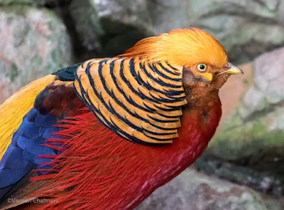 Golden Pheasant : Canon EOS 7D Mark II / Canon EF 100-400mm f/4.5-5.6L IS II USM Lens