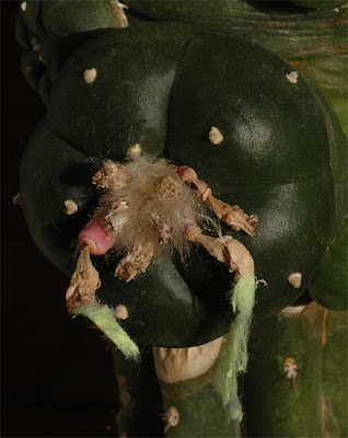 Offset with fruits