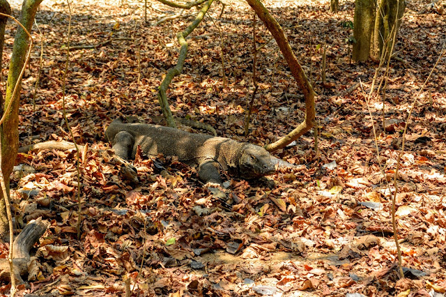 Bertemu Hewan  Purba  di  Pulau  Komodo Cerita Winnie Blog