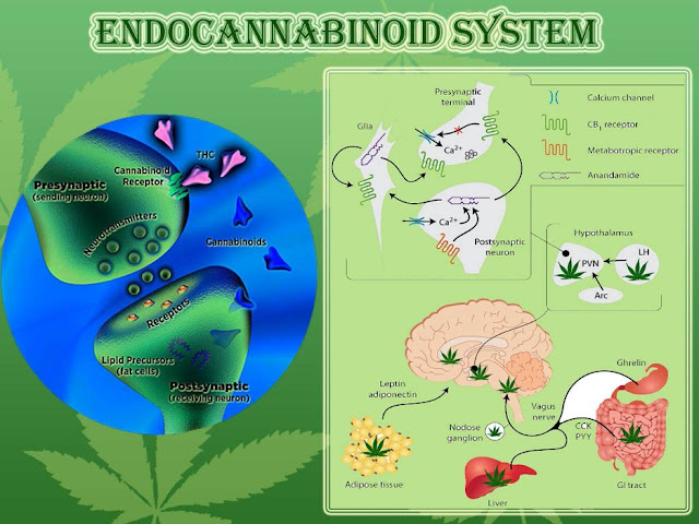 endocannabinoids infographic