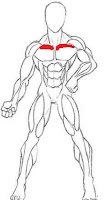 Músculos-Flexión