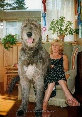 Biggest   World Hercules on Biggest Dog Biggest Dog In The World Worlds Biggest Dog World Biggest