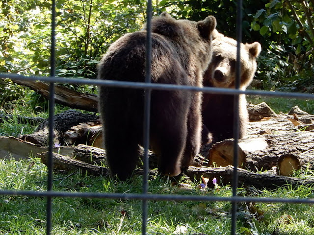 שמורת הדובים Libearty Bear Sanctuary