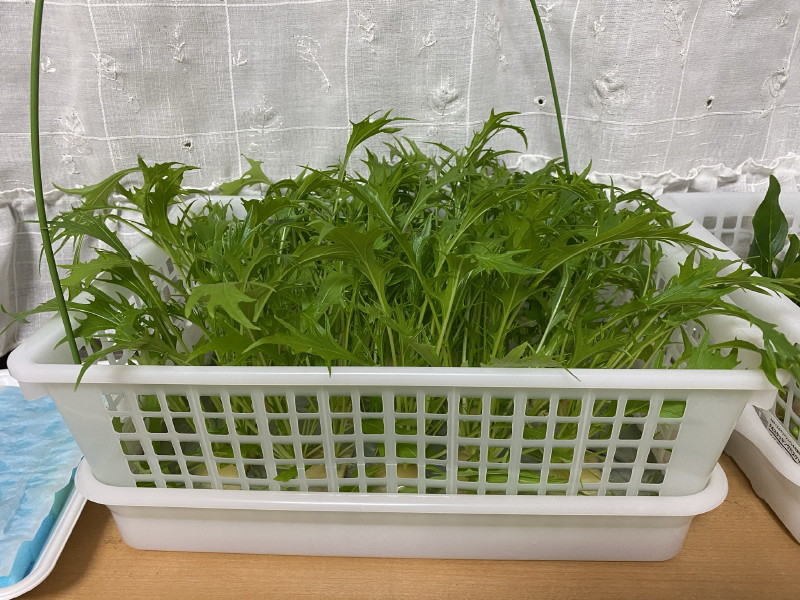 100均アイテムで水菜の水耕栽培 収穫および栽培2週目 100均アイテムで水菜の水耕栽培 収穫および栽培2週目