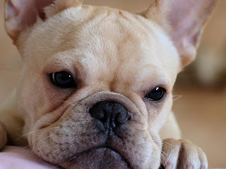 French Bulldog Puppies Wallpapers