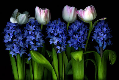 Blue Tulips flower