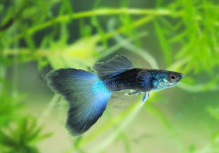 Blue Diamond Guppy Fish